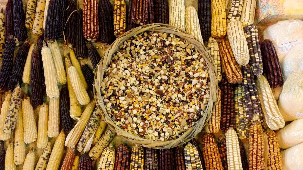 ecossistema digital com Rede Ecovida