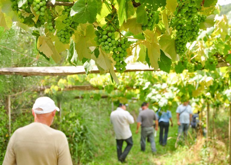 SPECO: sistema de gestão para SPGs